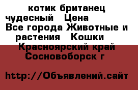 котик британец чудесный › Цена ­ 12 000 - Все города Животные и растения » Кошки   . Красноярский край,Сосновоборск г.